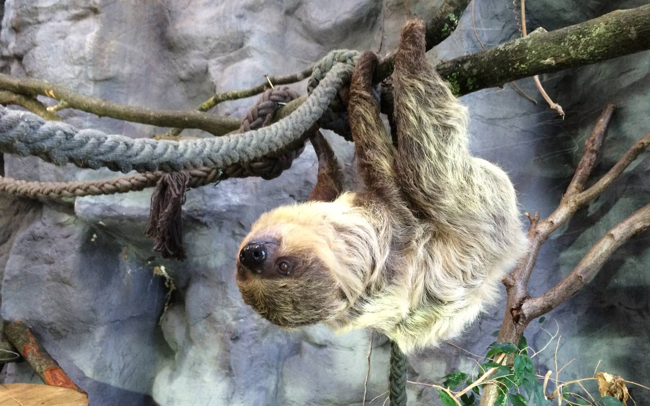 Faultier "Fiona" im Allwetterzoo
