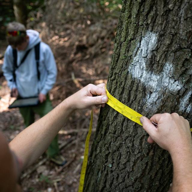 Ein Förster misst während eines Fototermins zur Waldzustandserhebung, bei dem der Gesundheitszustand von Berliner Waldbäume stichprobenartig aufgenommen wird, den Umfang eines Baums, der als Messpunkt markiert ist. Im Hintergrund trägt ein Kollege die Daten auf einem Tablet ein. Die Ergebnisse werden im Berliner Waldzustandsbericht zusammengefasst. Er wird voraussichtlich im November veröffentlicht.