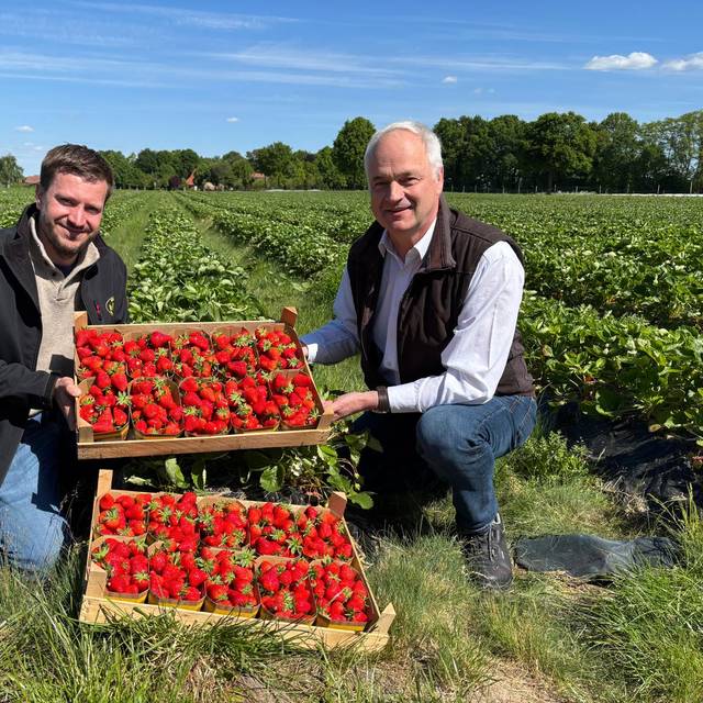Auf dem Bild sieht man zwei Männer, die auf einem Erdbeerfeld stehen und Erdbeeren in den Händen halten