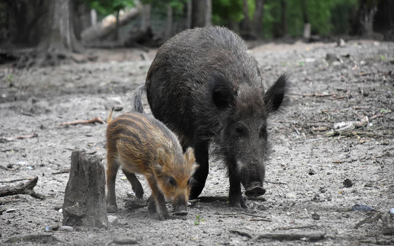Ein Wildschwein mit Frischling