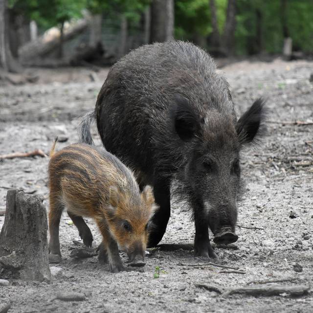 Ein Wildschwein mit Frischling