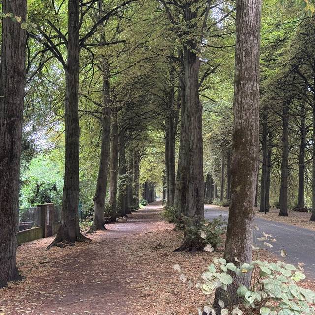 Viele Bäume auf der Promenade haben bereits ihr Laub verloren.