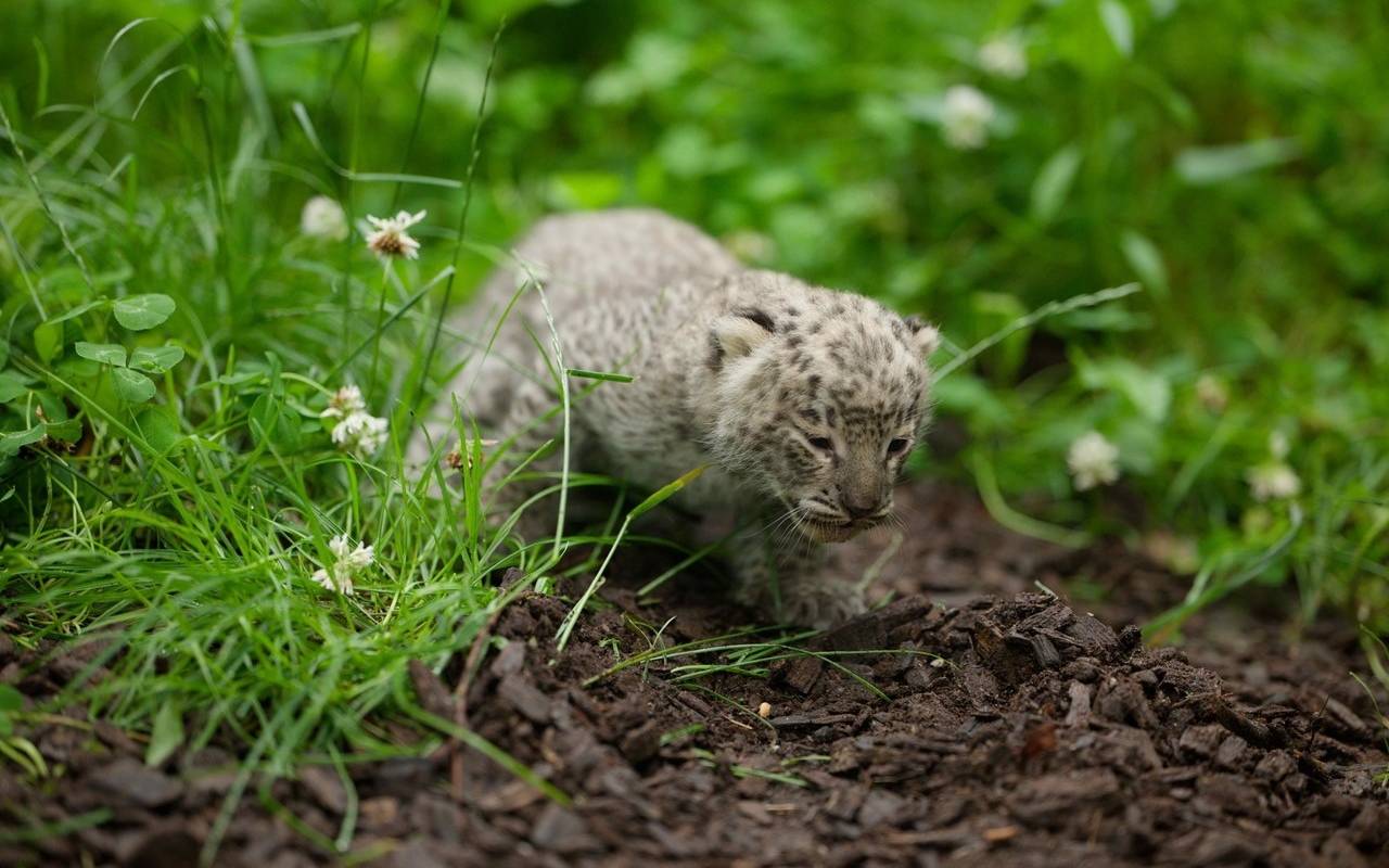 Seltener Leoparden-Nachwuchs im Allwetterzoo Münster geboren.