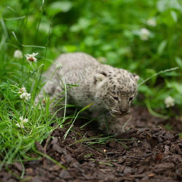 Seltener Leoparden-Nachwuchs im Allwetterzoo Münster geboren.