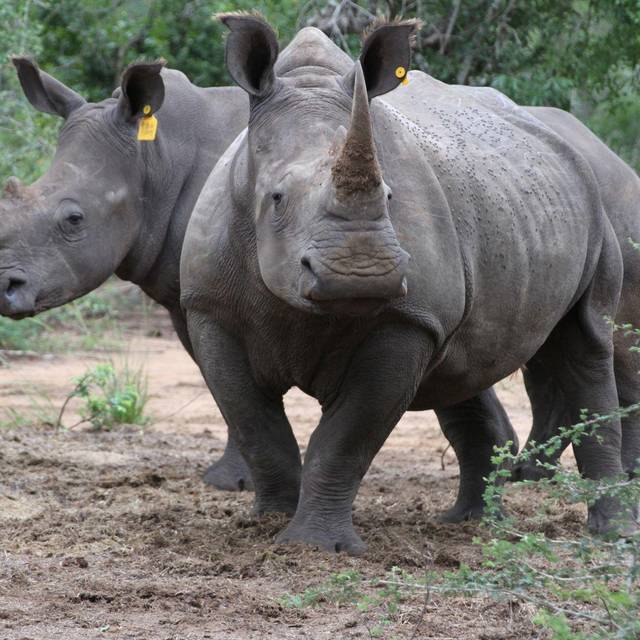 Nashorn-Hörner am Flughafen Singapur sichergestellt