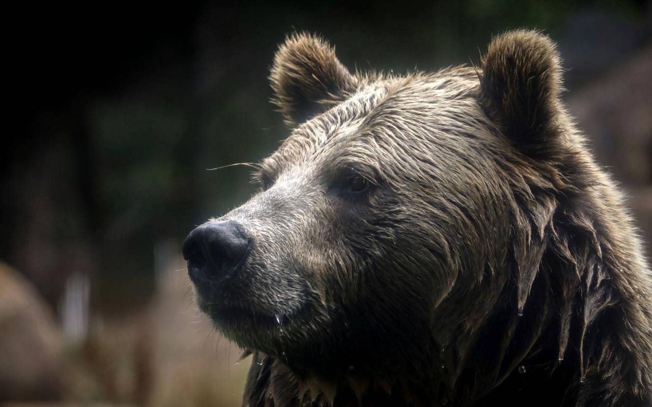 Grizzlybär-Bestände in den Rocky Mountains erholen sich