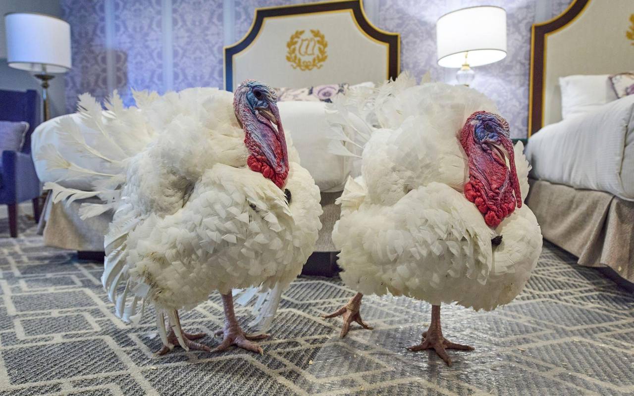 Vom US-Präsidenten begnadigte Truthähne Waddle und Gobble