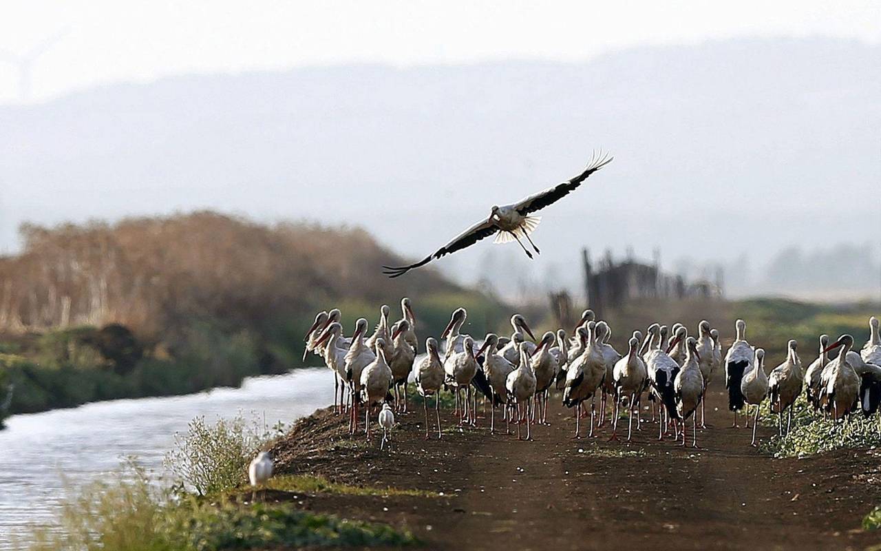 Störche in spanischem Naturpark
