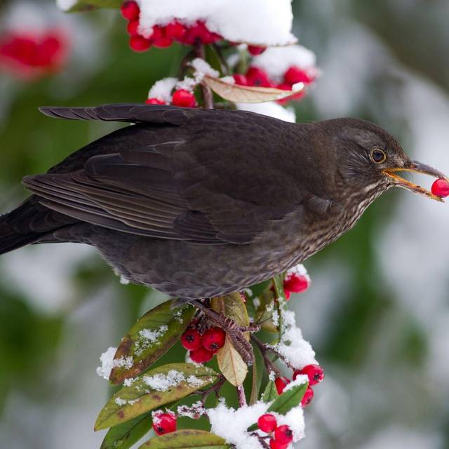 Amsel sitzt mit Beere im Schnabel auf einem verschneiten Ast