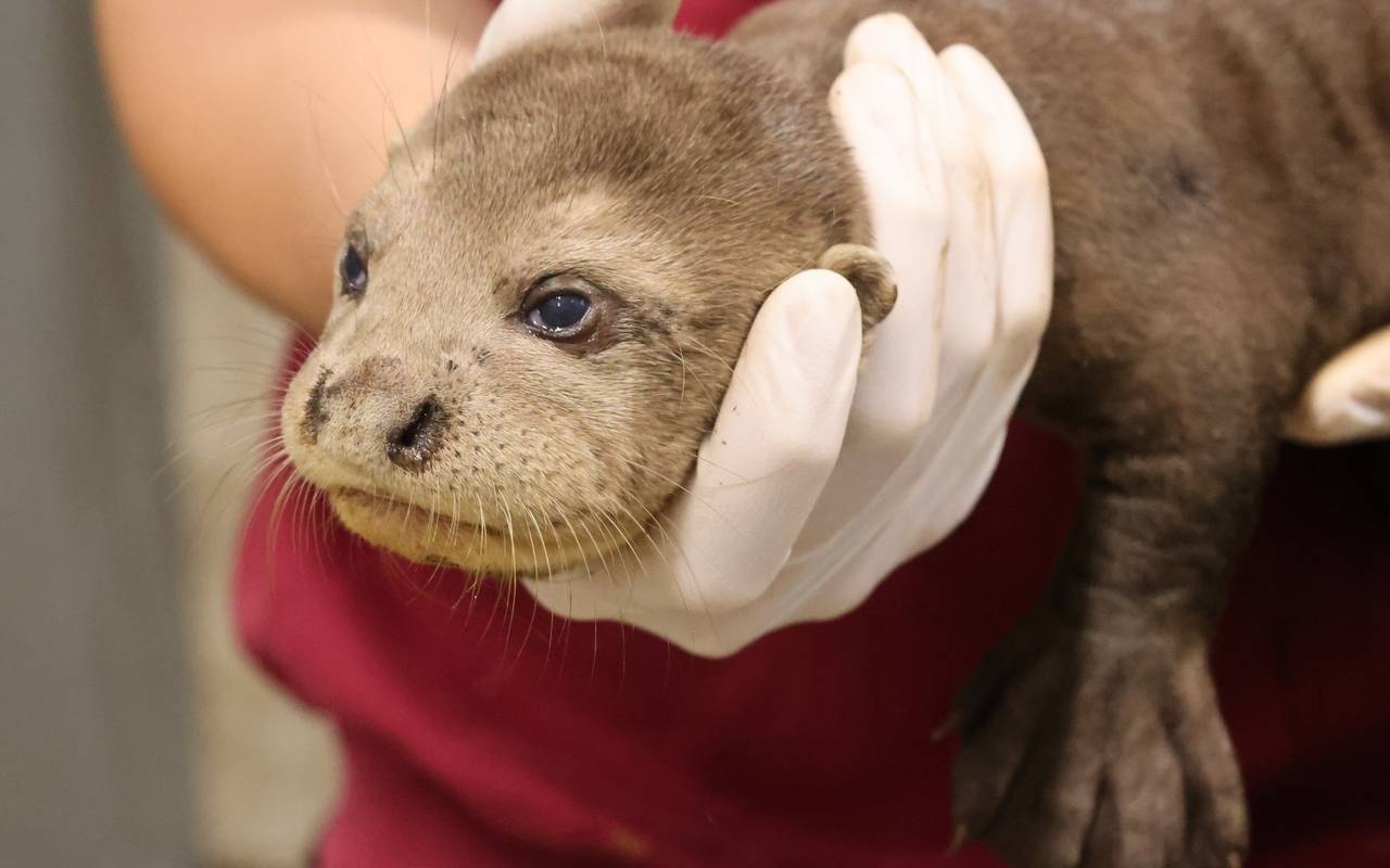 Riesenotter-Nachwuchs im Allwetterzoo in tierärztlicher Behandlung – Ein Jungtier eingeschläfert.