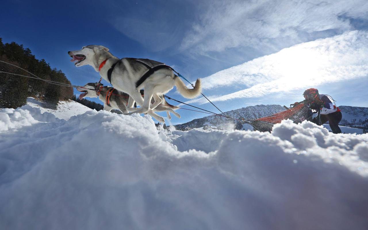 Internationales Schlittenhunderennen