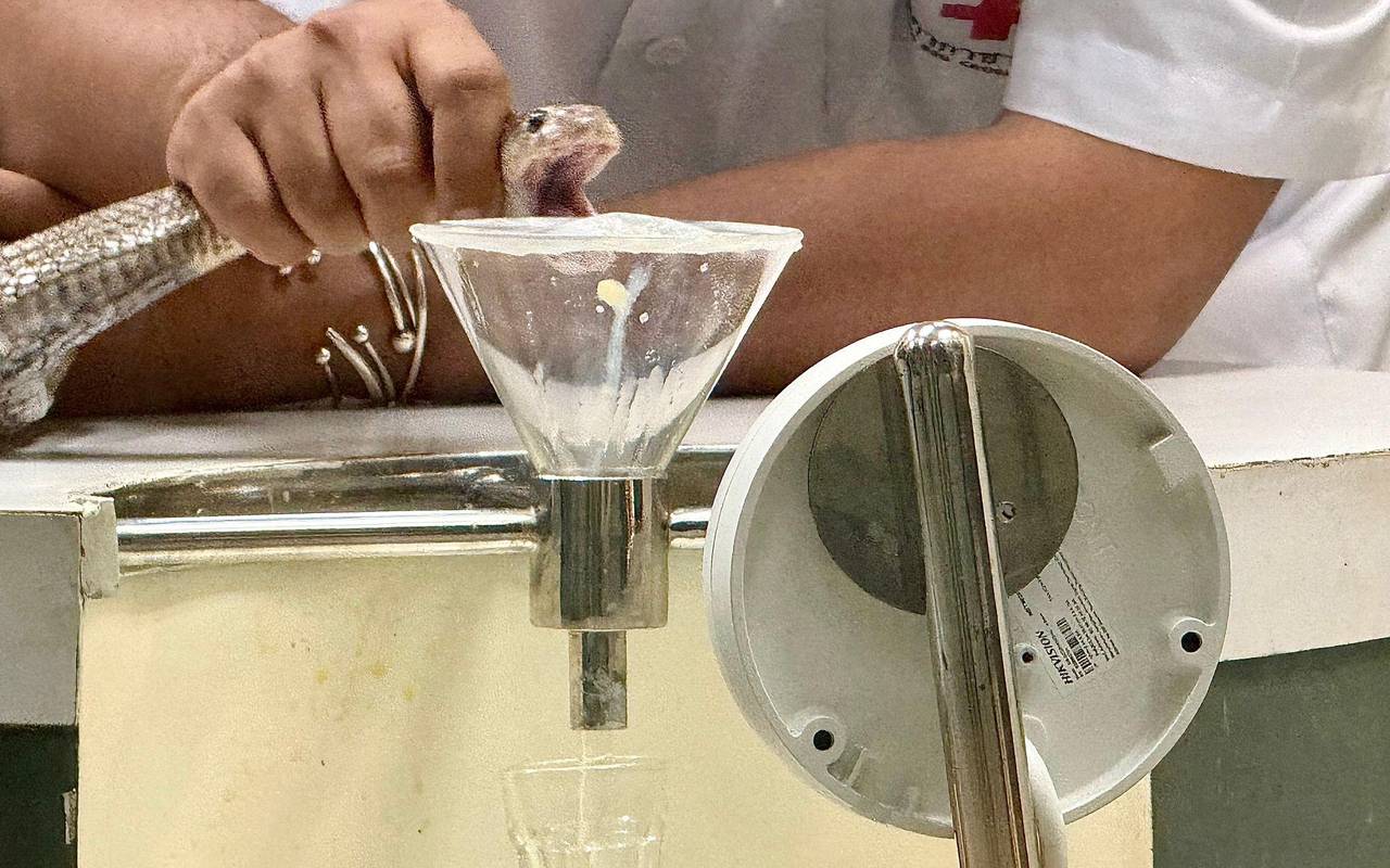 Schlangenfarm in Bangkok zur Herstellung von Antiserum