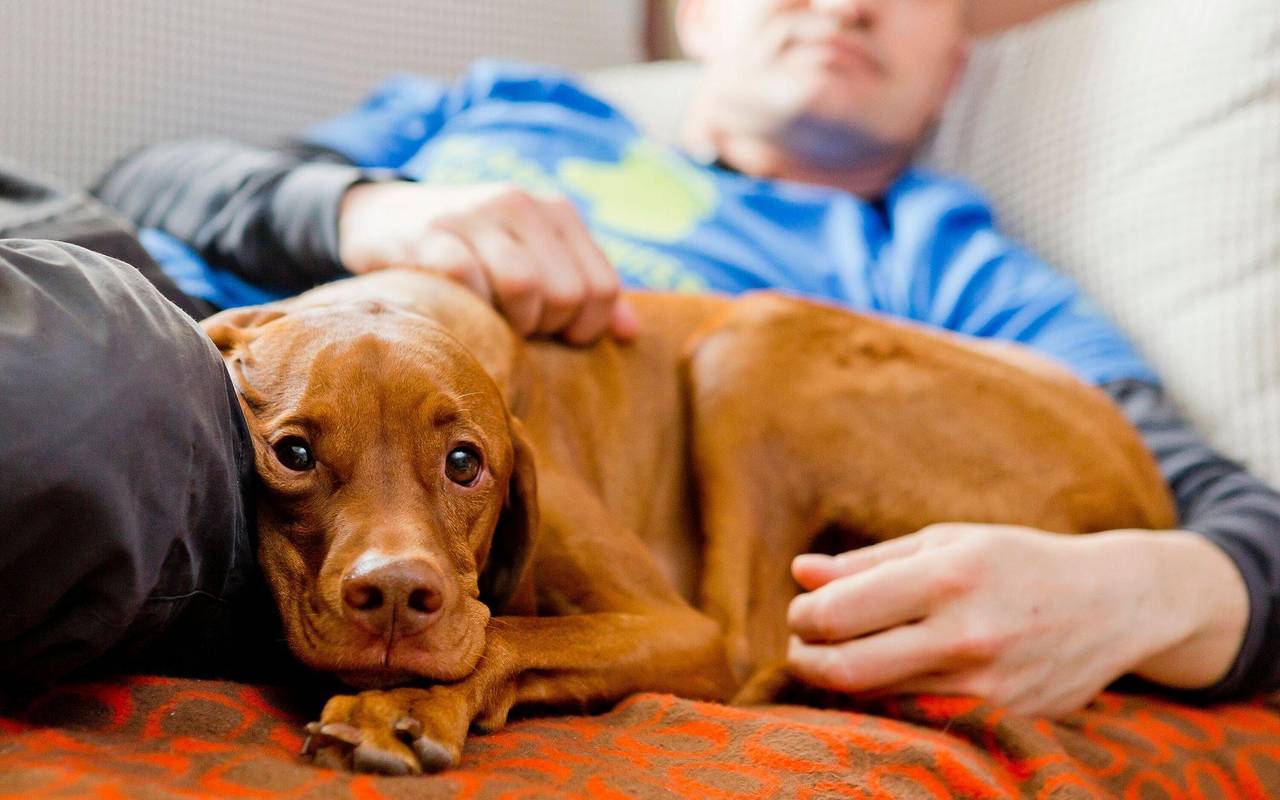 Ein Vizsla wird von einem Mann auf dem Sofa gestreichelt