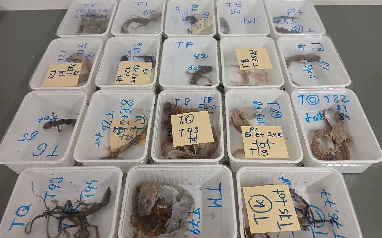 32 tote Geckos gefunden