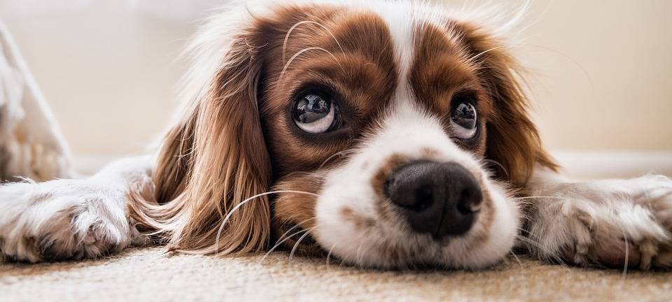 Urlaubsquartier für Haustiere: Der Nestwerk e.V.