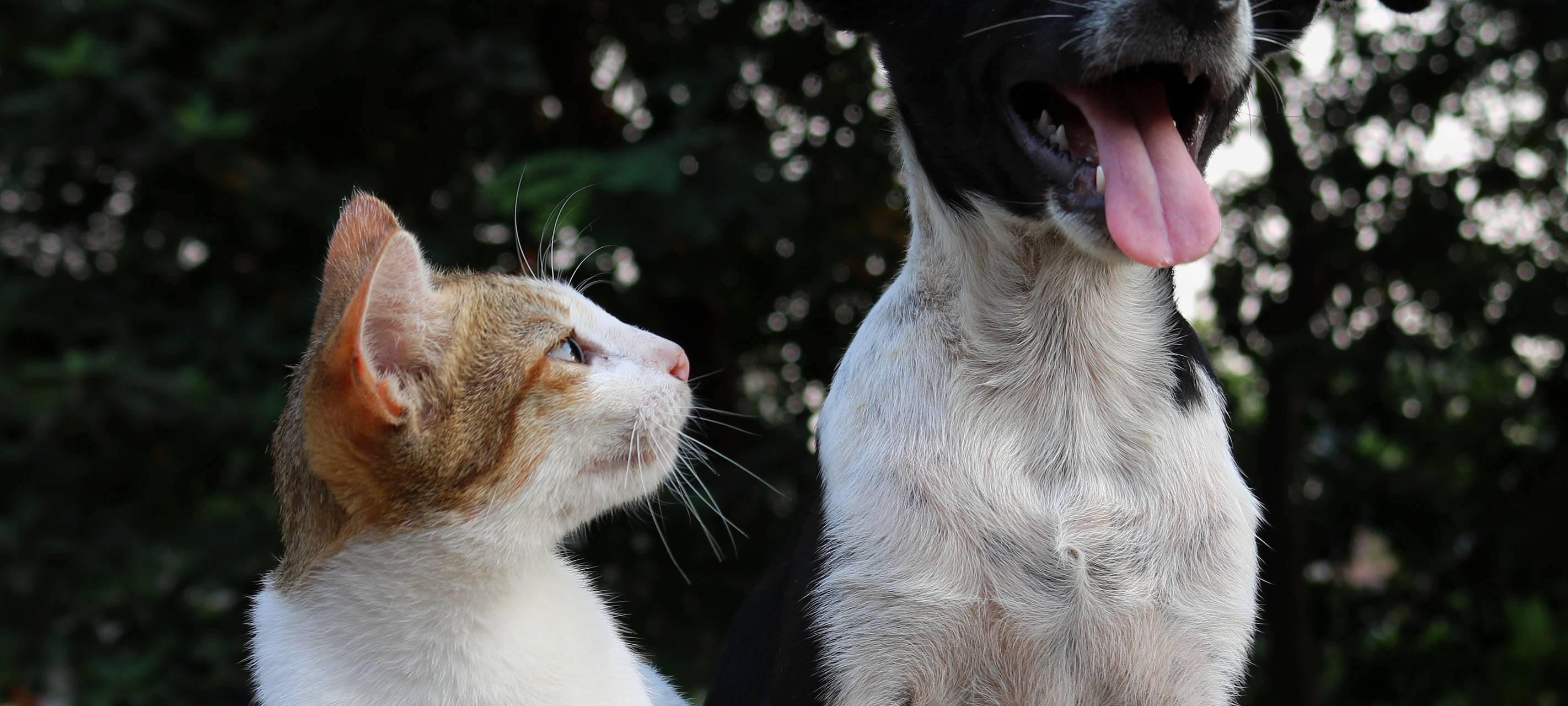 Tierheime in Münster laufen voll