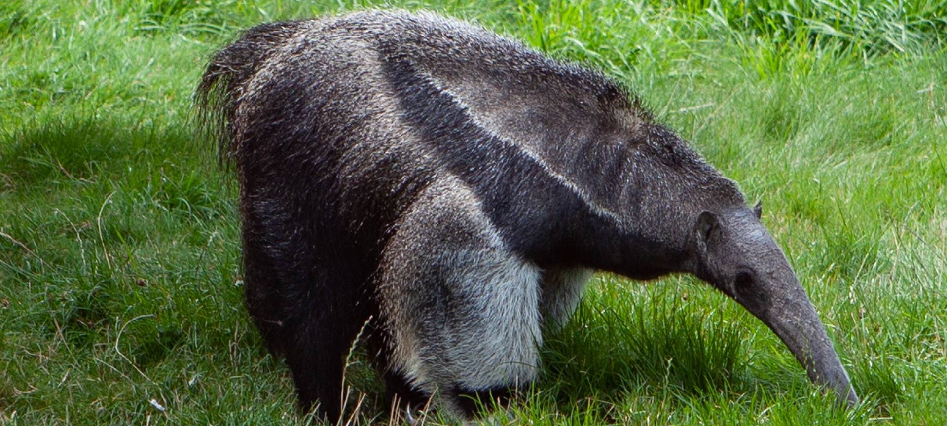 Ameisenbär im Allwetterzoo