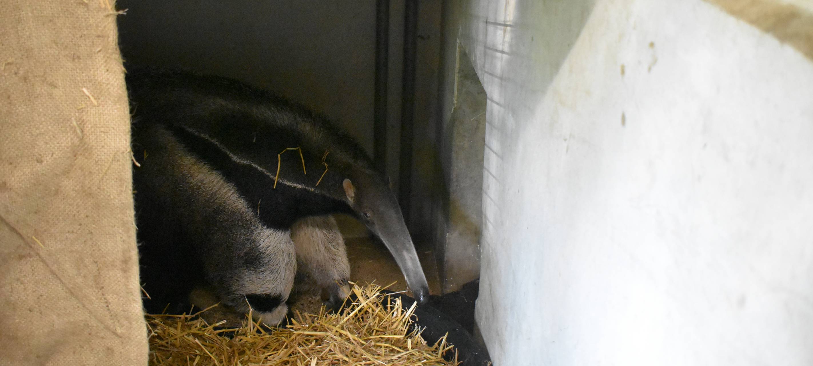 Ameisenbär im Allwetterzoo