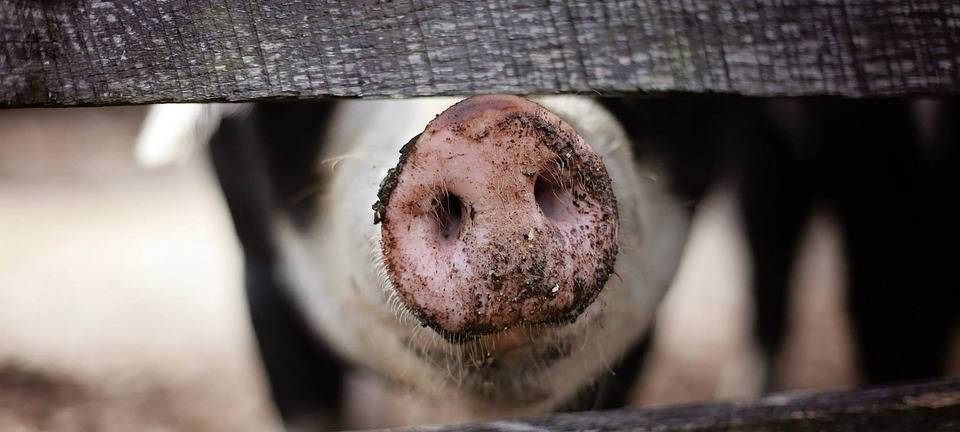 Symbolbild Schwein