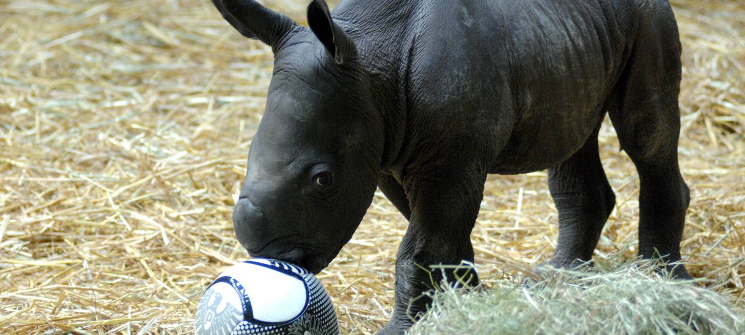 Nashorn Ebun hat Geburtstag