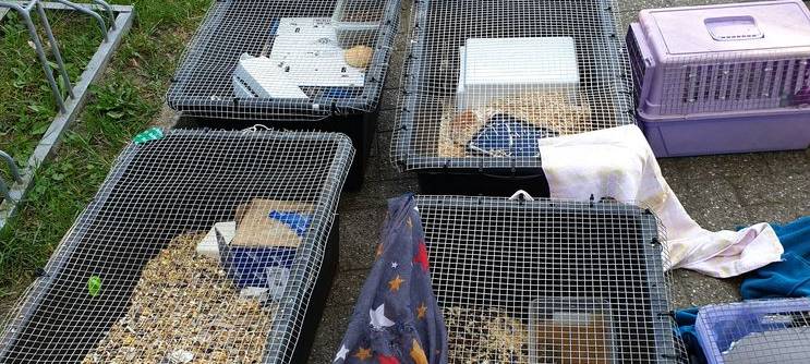 Ratten anonym vor Tierheim abgestellt