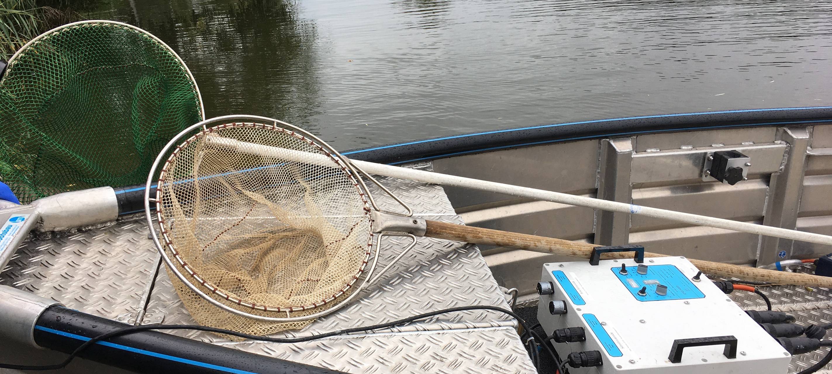 Aaseegutachten: Untersuchung des Fischbestandes
