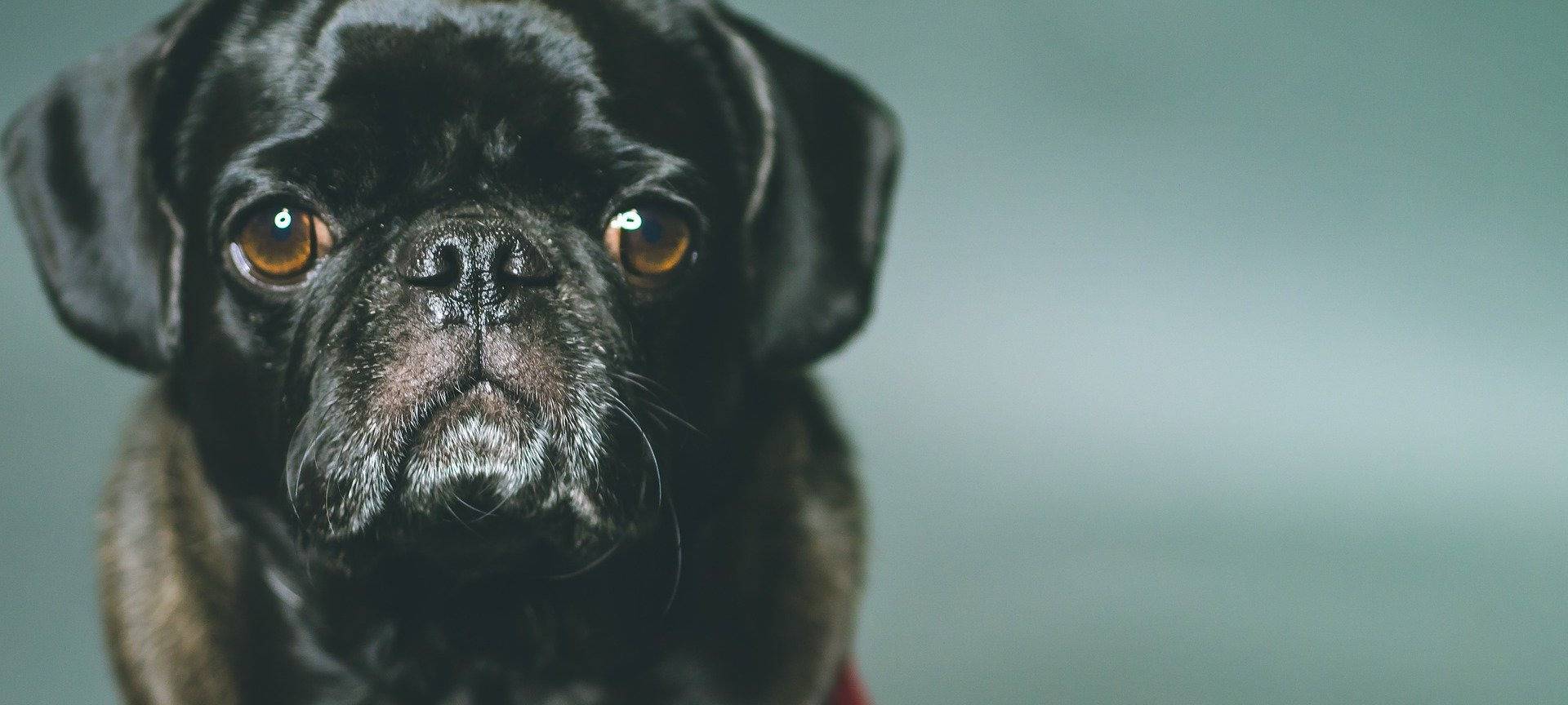 "Mops-Affäre": Gericht bestellt Gutachten und lädt Zeugen