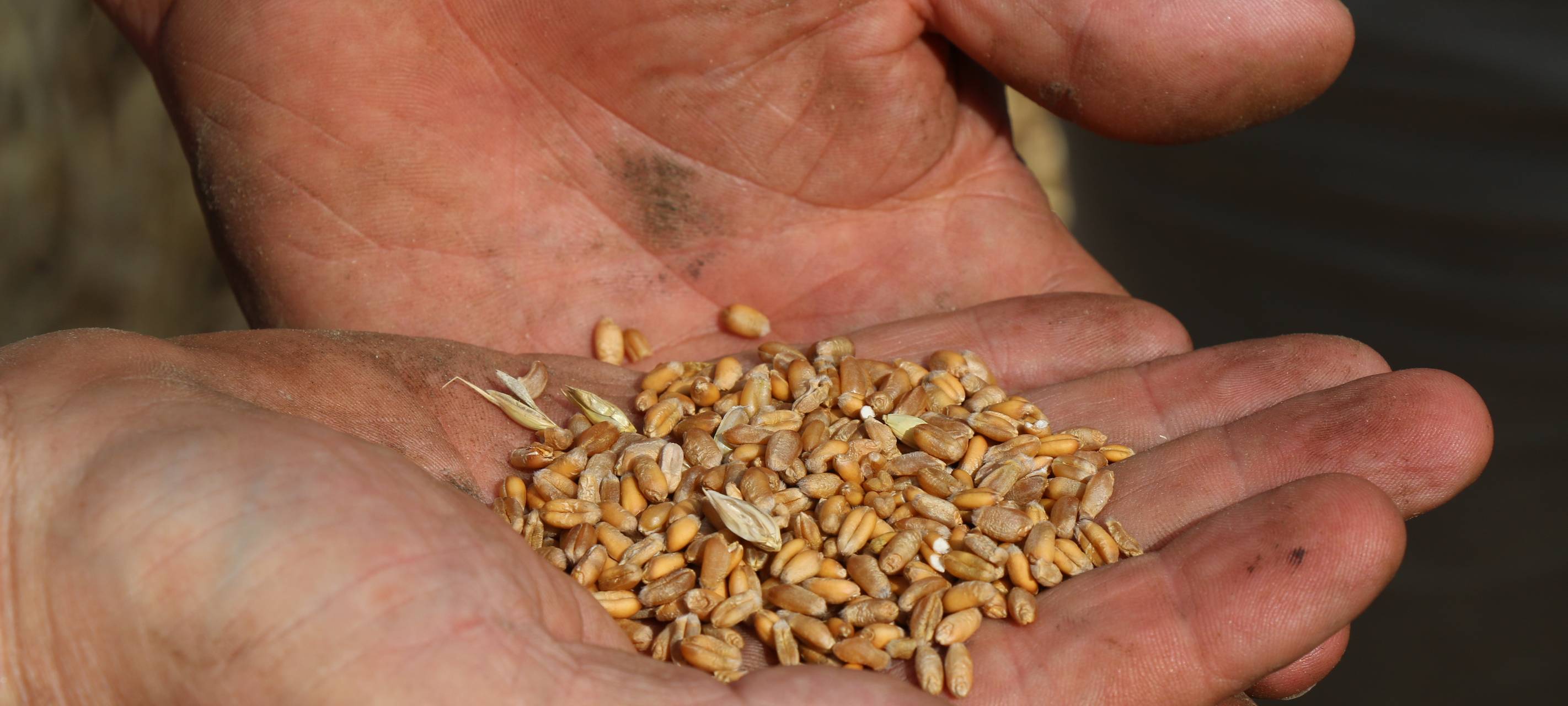 Erntebilanz fällt durchwachsen aus