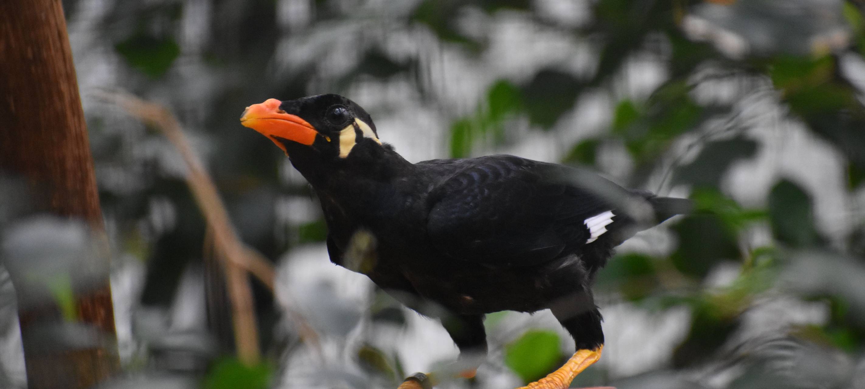Allwetterzoo zählt seine Tiere