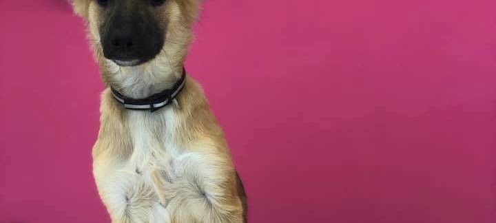 Eure Bürohunde bei uns im Radio
