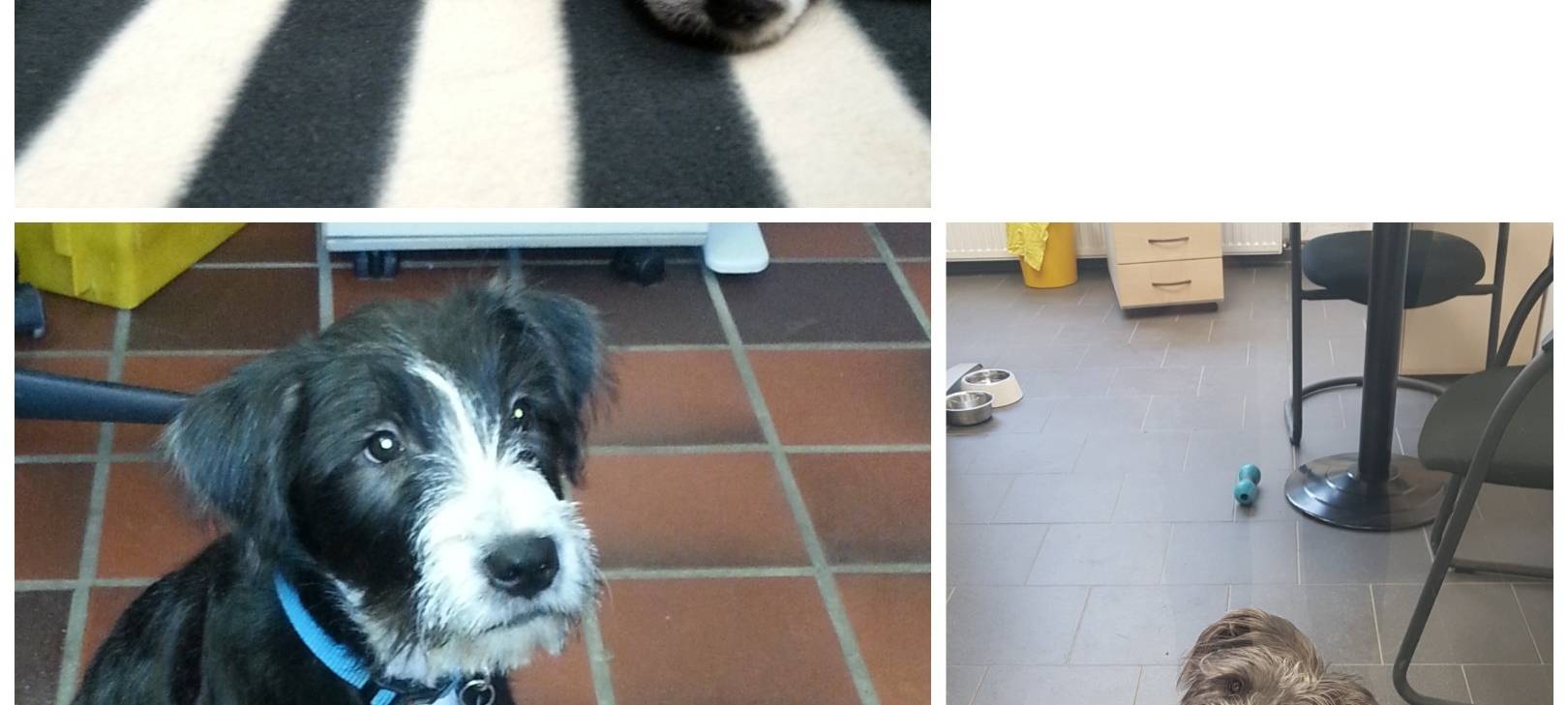Eure Bürohunde bei uns im Radio