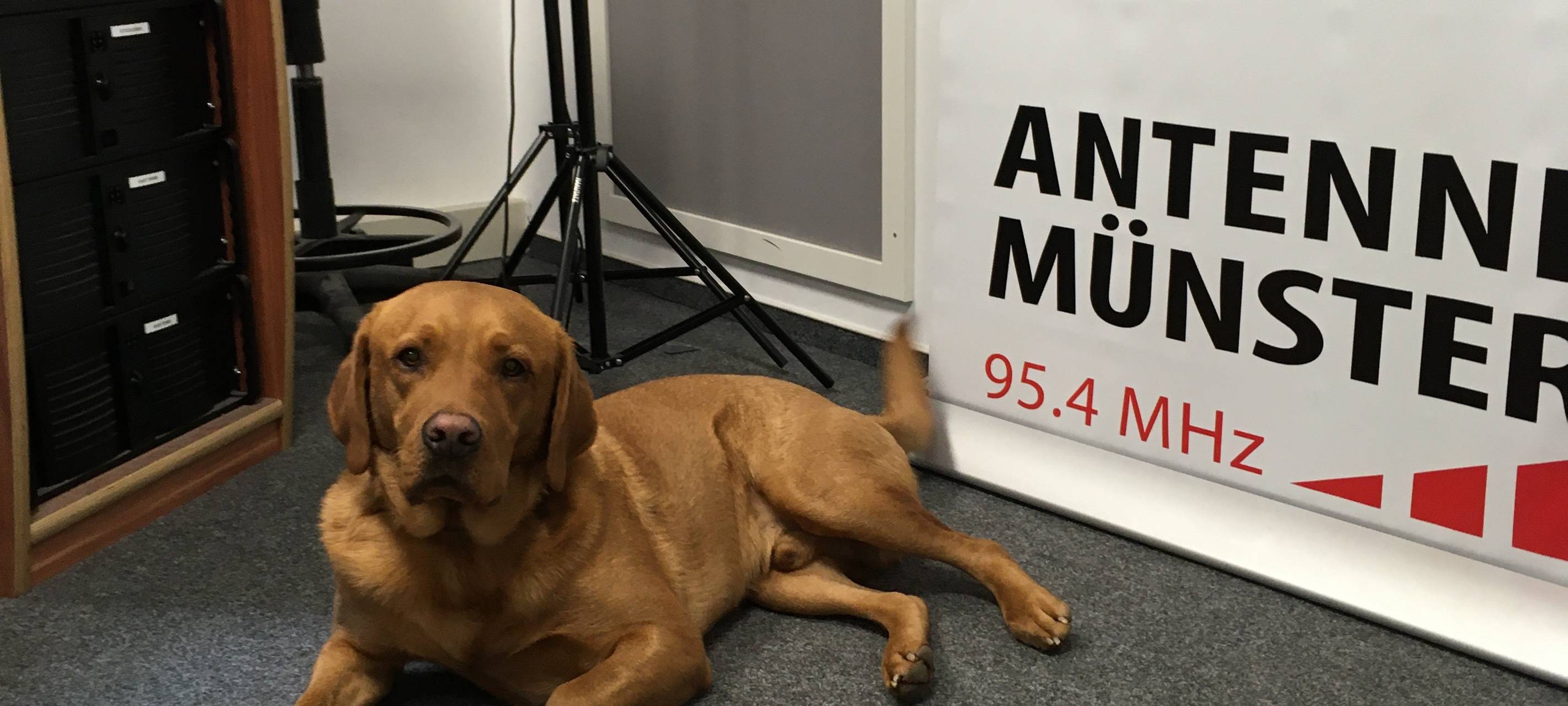 Eure Bürohunde bei uns im Radio