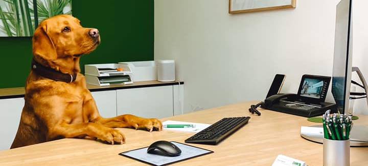 Eure Bürohunde bei uns im Radio