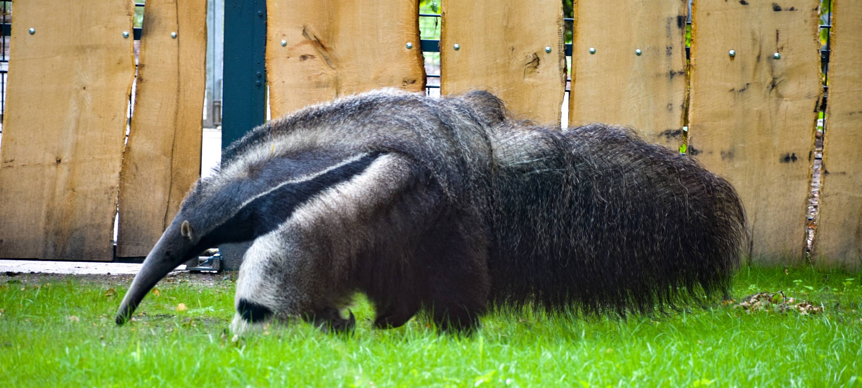 Allwetterzoo: Die 700.000 im Visier