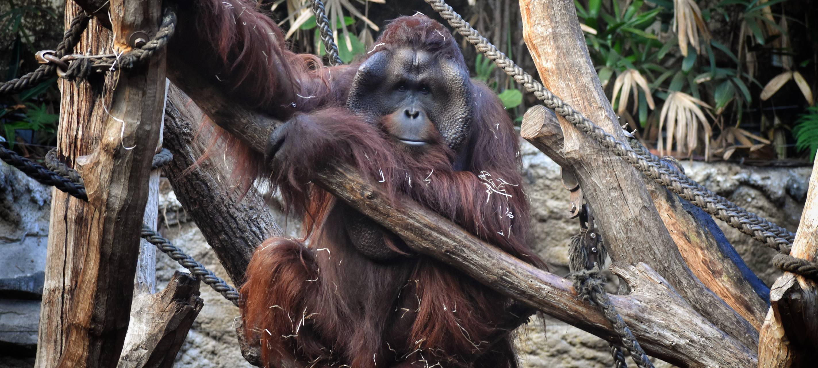 Orang-Utan-Männchen "Pongo" gestorben