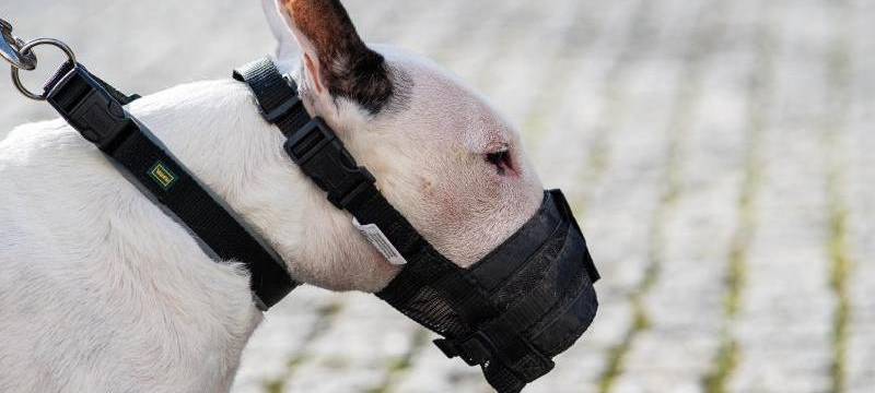 Urteil: "Jagger" und "Louis" sind Miniatur-Bullterrier