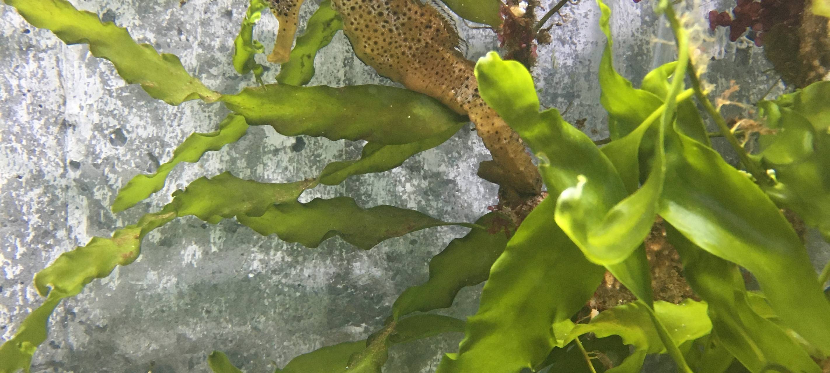 Seepferchen-Nachwuchs im Allwetterzoo Münster