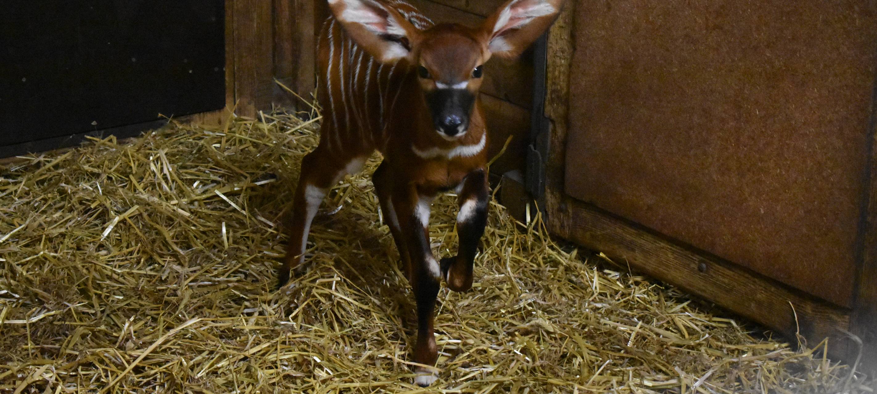 Allwetterzoo Münster freut sich über die Geburt eines Bongos