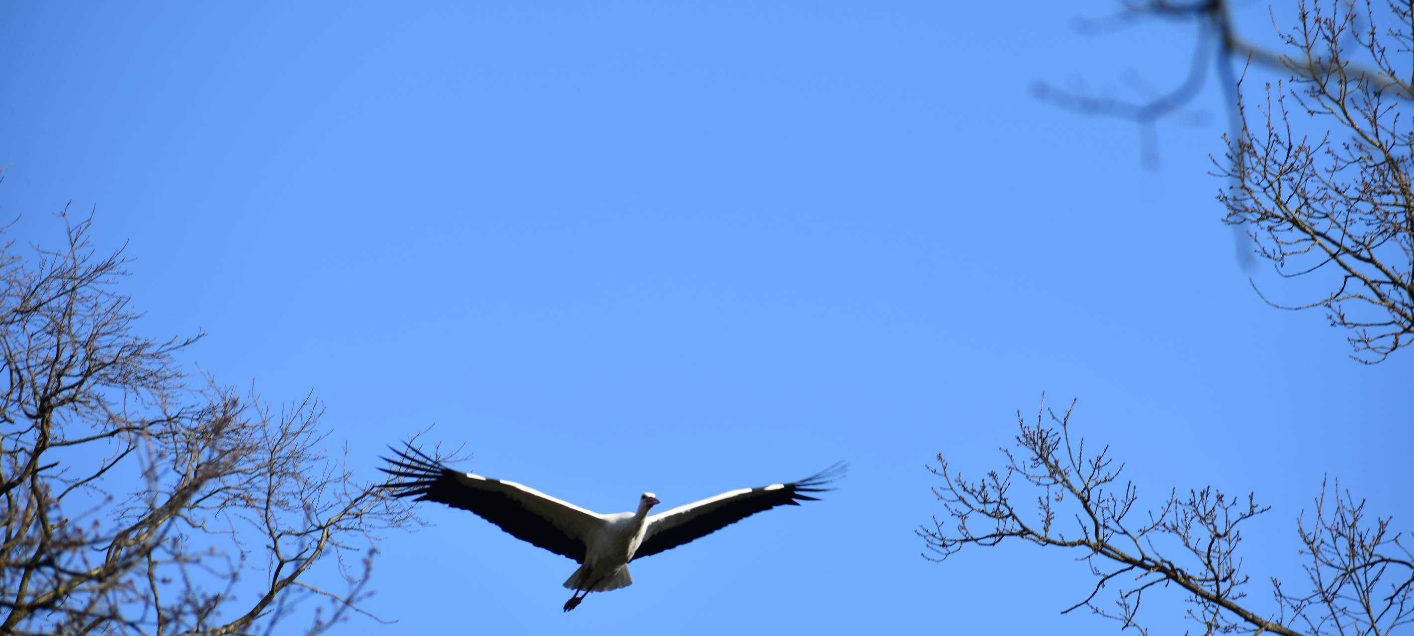 Immer mehr Störche im Münsterland