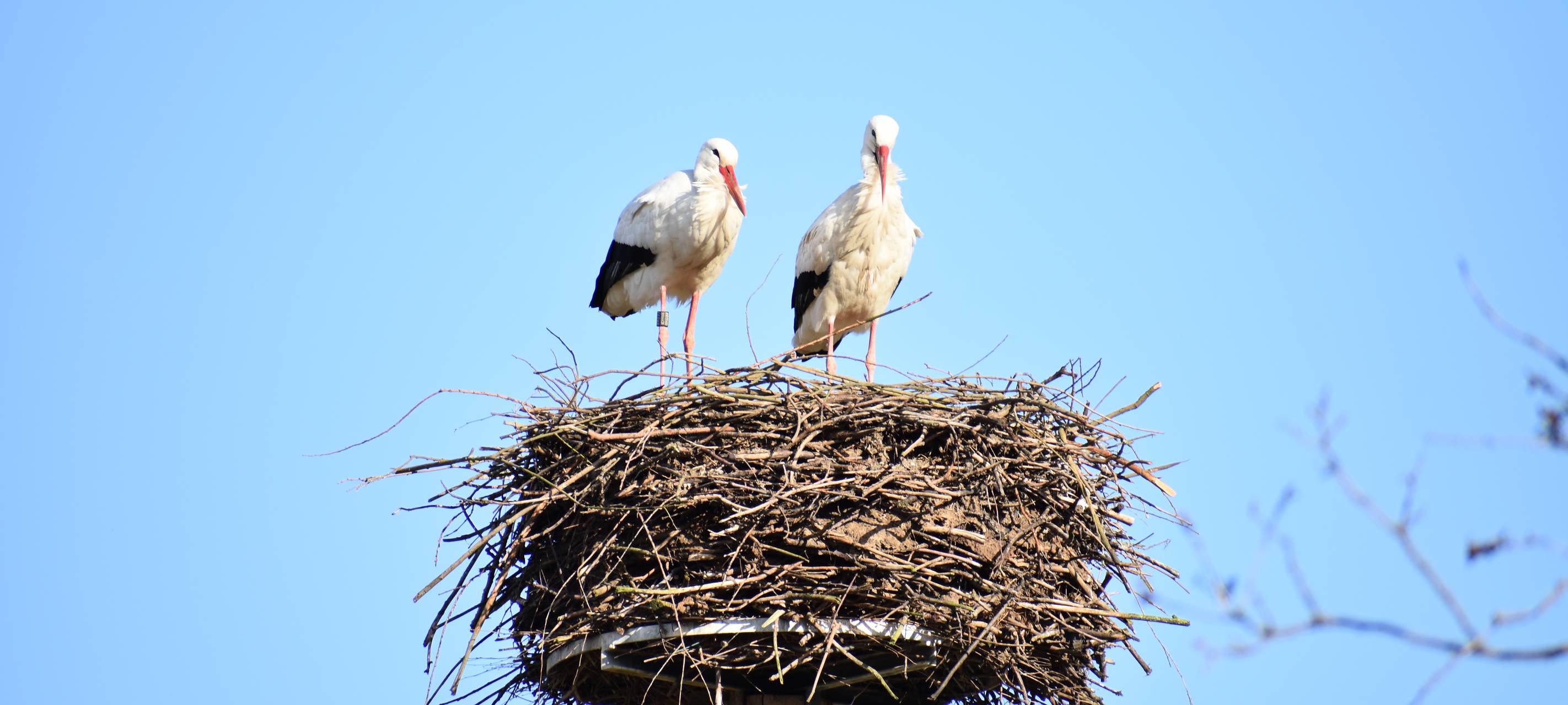Immer mehr Störche im Münsterland