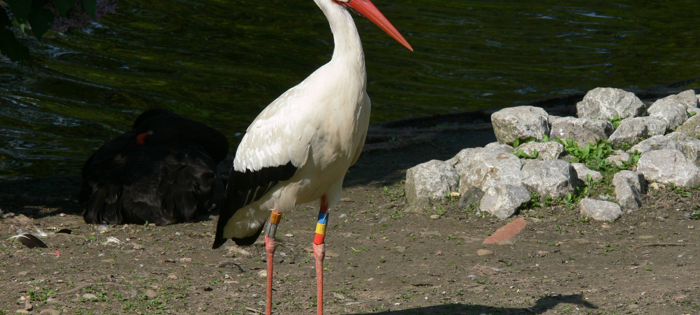 Immer mehr Störche im Münsterland
