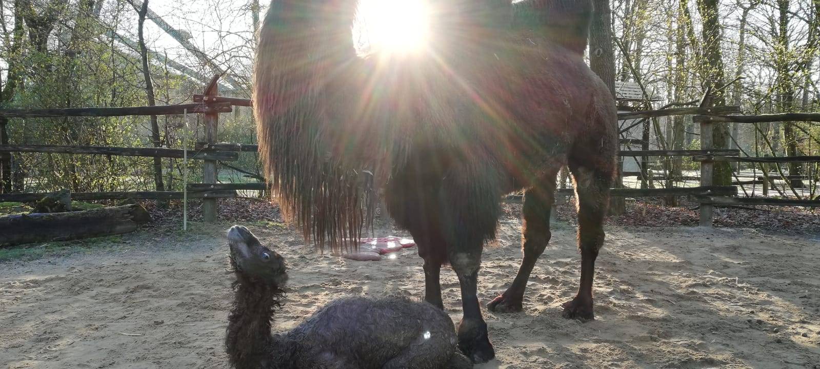 Trampeltier-Nachwuchs im Allwetterzoo