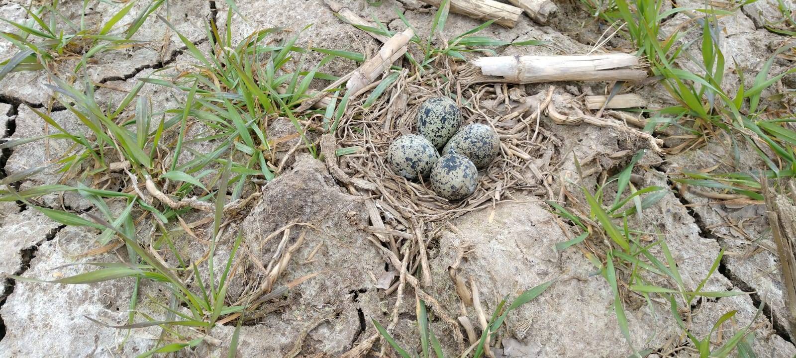 Landwirte helfen heimischen Kiebitzen beim Nestbau