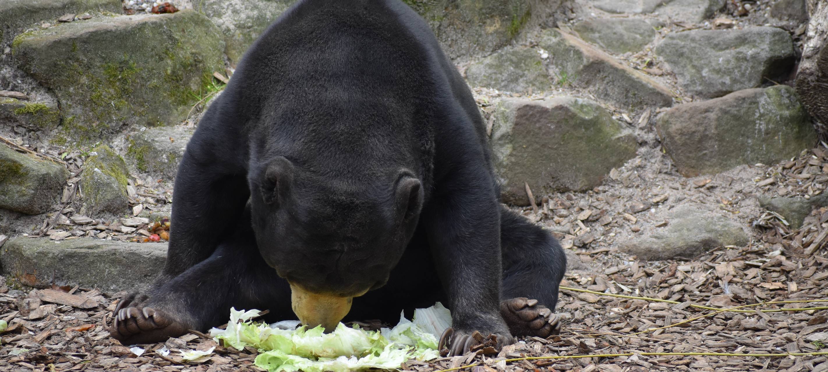Spendenkampagne vom Allwetterzoo Münster