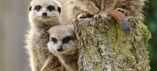 Allwetterzoo - Das sind die Besuchsregeln