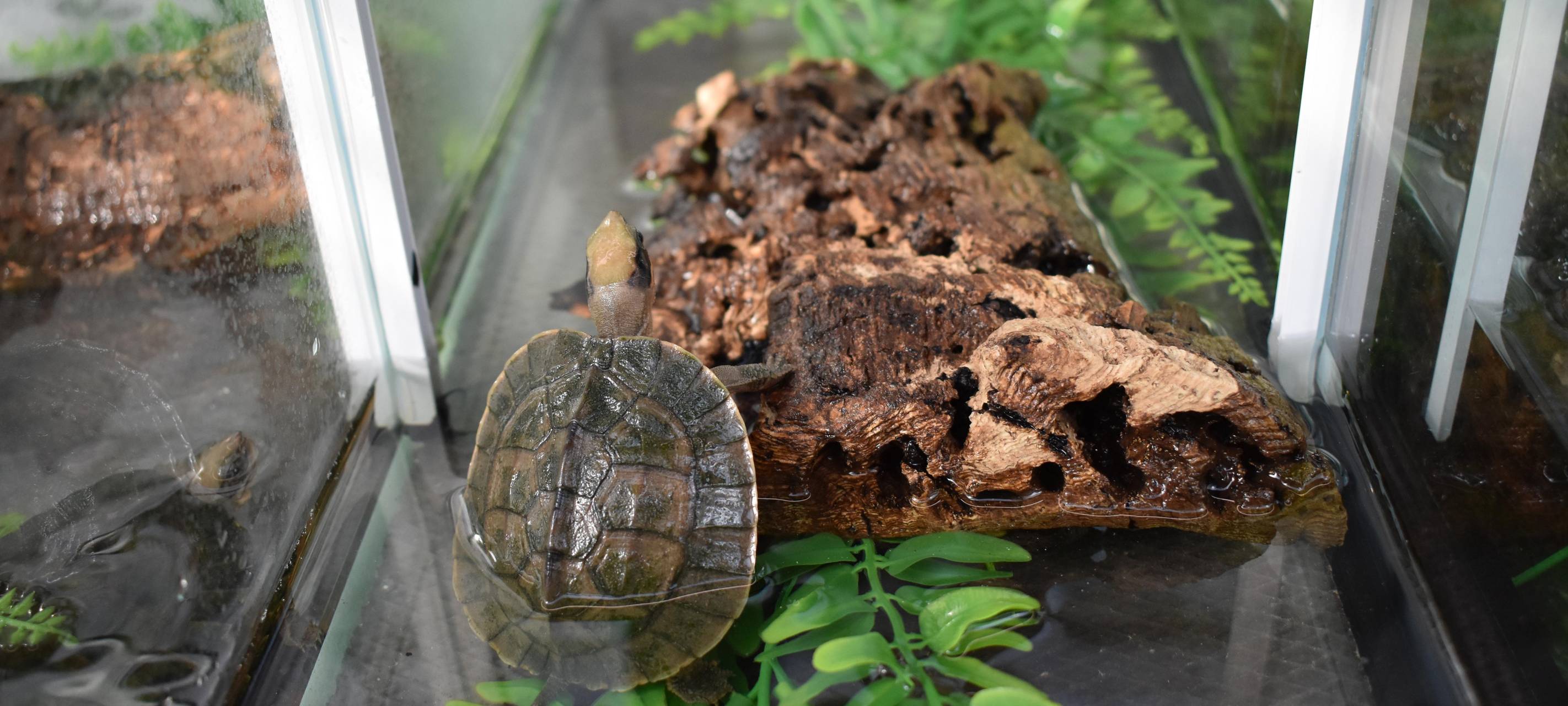 Neue Aufzuchtstation für Schildkröten
