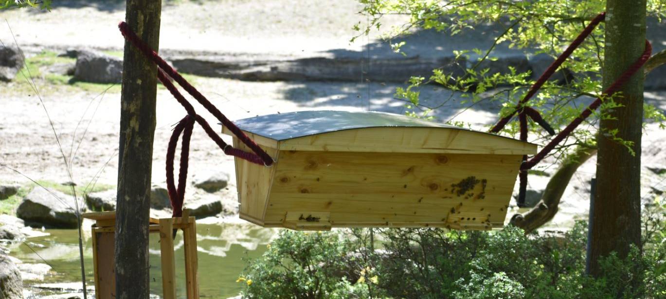 Neues Zuhause für ein Bienenvolk