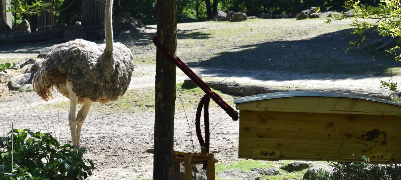 Neues Zuhause für ein Bienenvolk