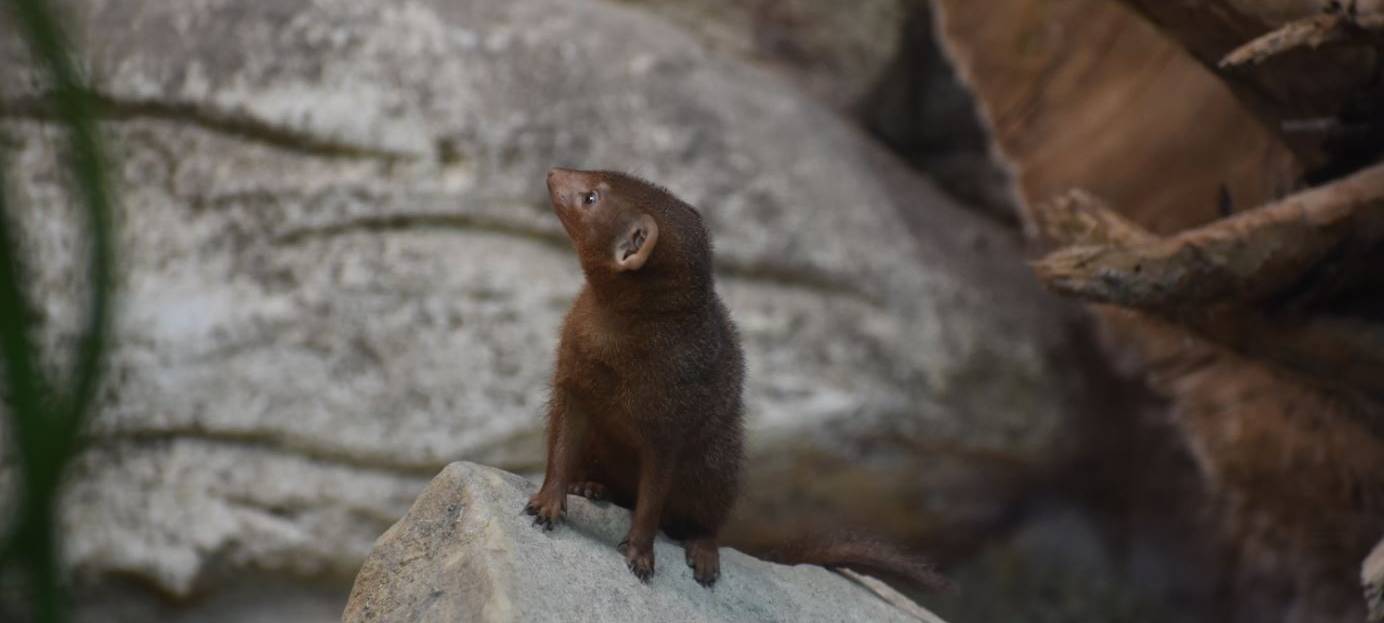 Neue Bewohner im Allwetterzoo