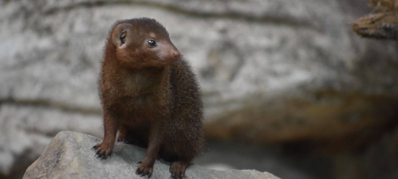 Neue Bewohner im Allwetterzoo